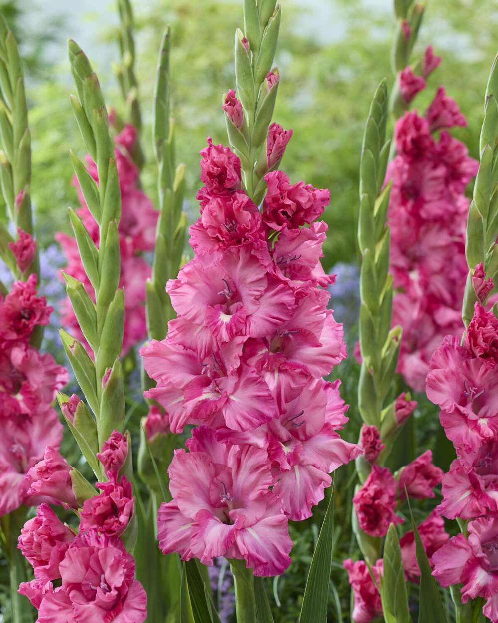 Gladiolus 'Sweet Love®'